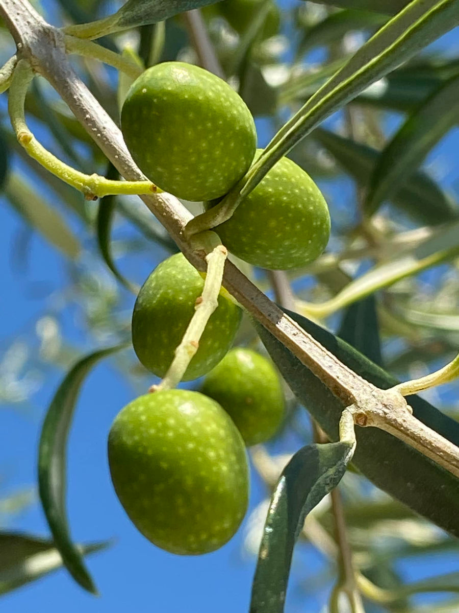 italian-olive-oil-what-is-it-how-to-choose-the-right-type-of-italia