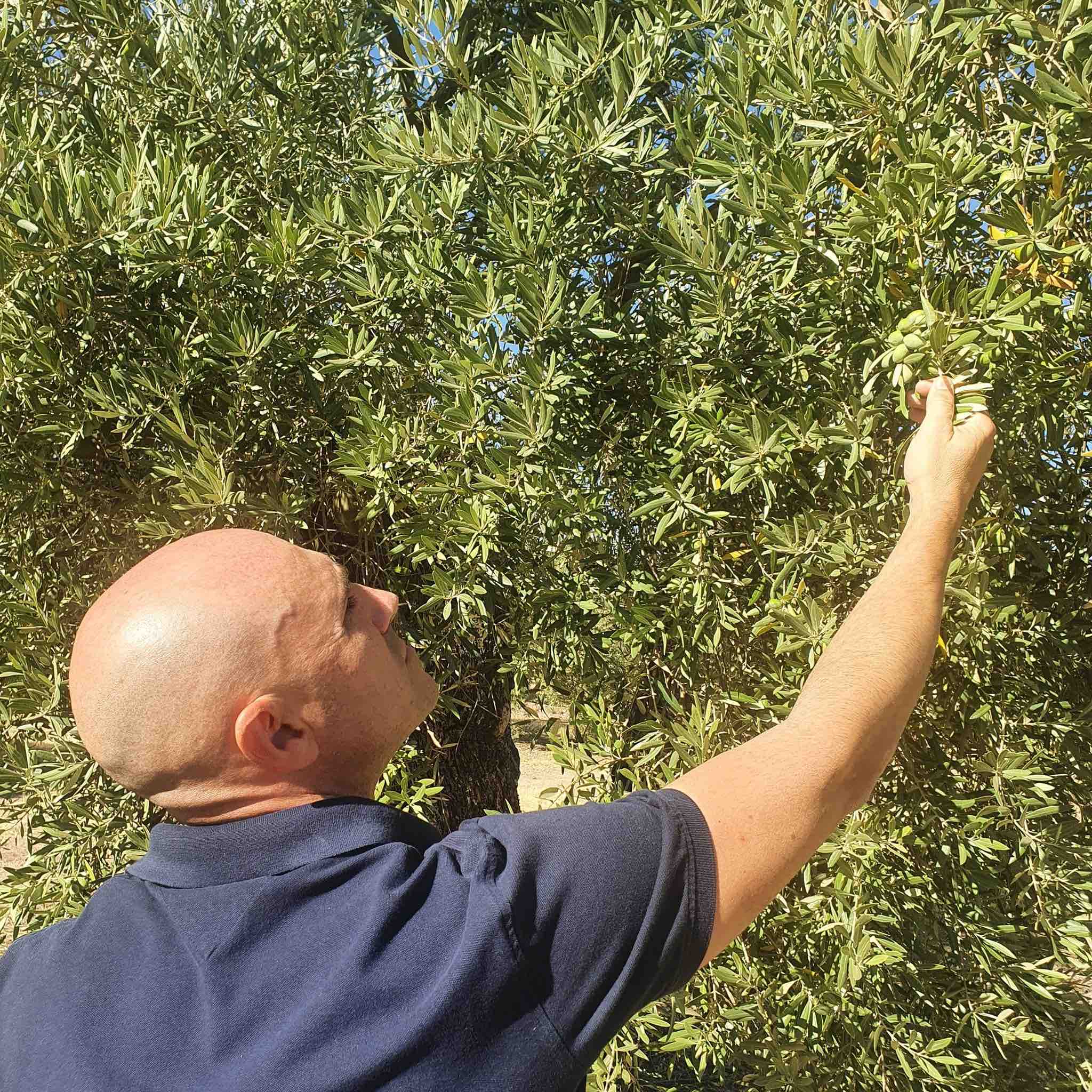 Olive oil grove of Oro Bailen, one of the best Spanish olive oil producers